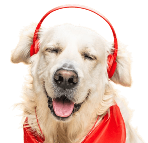 pet care services