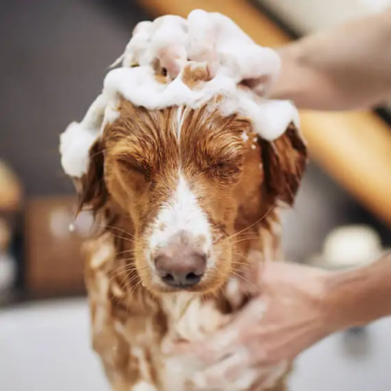 pet care services