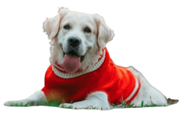 pet care services