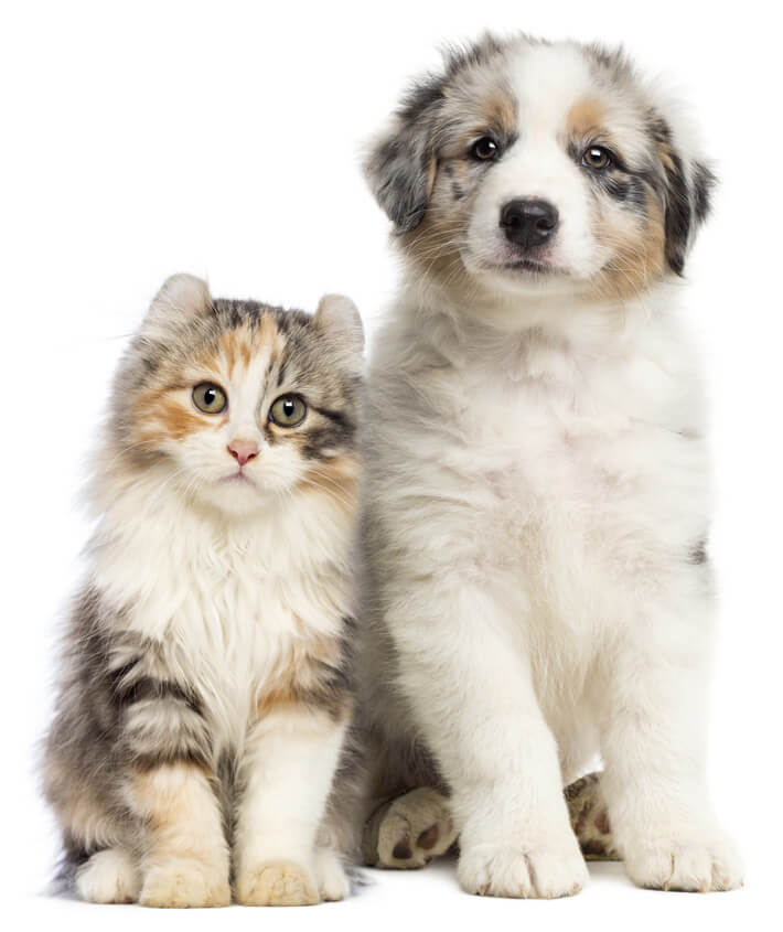 pet care services
