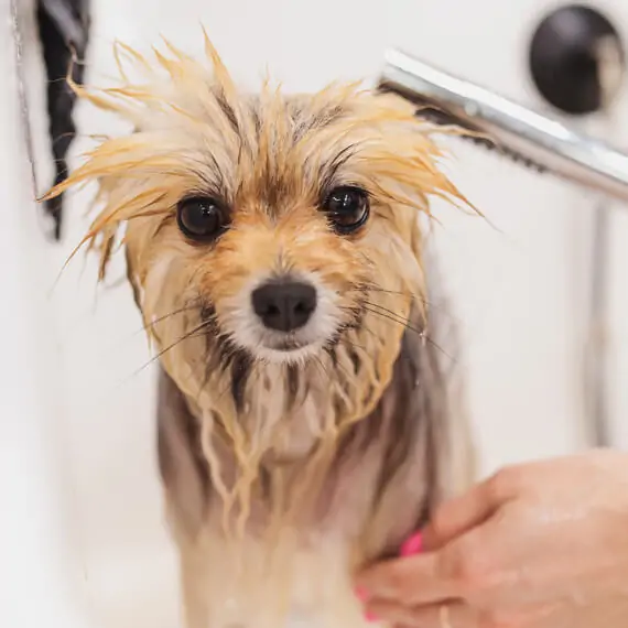 pet care services