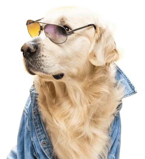 pet care services