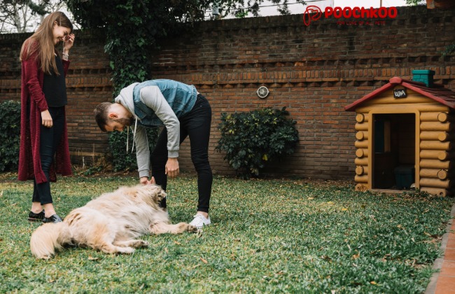 Essential Health & Wellness Checklist for Dogs